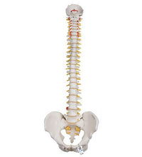 Highly Flexible Human Spine Model, Mounted on a Flexible Core - 3B Smart Anatomy