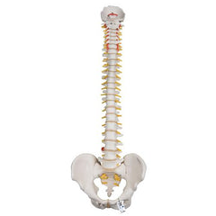 Highly Flexible Human Spine Model, Mounted on a Flexible Core - 3B Smart Anatomy