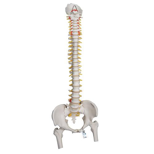 Highly Flexible Human Spine Model, Mounted on a Flexible Core, with Femur Heads - 3B Smart Anatomy
