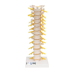 Thoracic Human Spinal Column Model - 3B Smart Anatomy