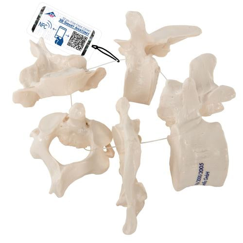 5 Human Vertebrae, Loosely Threaded on Nylon (atlas, axis, cervical, thoracic, lumbar) - 3B Smart Anatomy