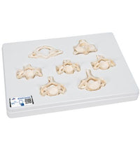 Set of  7 BONElike Human Cervical Vertebrae - 3B Smart Anatomy