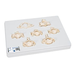 Set of  7 BONElike Human Cervical Vertebrae - 3B Smart Anatomy
