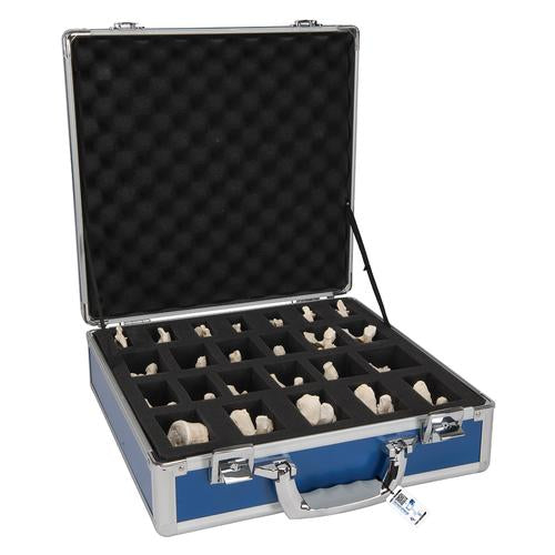 Set of 24 BONElike Vertebrae Models - 3B Smart Anatomy