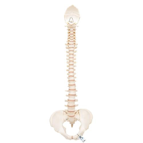 BONElike Human Vertebral Column Model - 3B Smart Anatomy
