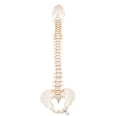 BONElike Human Vertebral Column Model - 3B Smart Anatomy