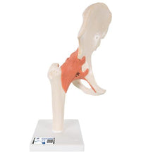 Functional Human Hip Joint Model with Ligaments  & Marked Cartilage - 3B Smart Anatomy