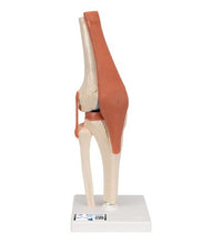 Functional Human Knee Joint Model with Ligaments & Marked Cartilage - 3B Smart Anatomy