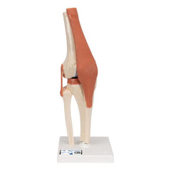 Functional Human Knee Joint Model with Ligaments & Marked Cartilage - 3B Smart Anatomy