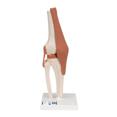 Functional Human Knee Joint Model with Ligaments - 3B Smart Anatomy