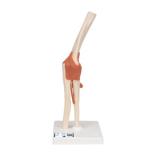Functional Human Elbow Joint Model with Ligaments & Marked Cartilage - 3B Smart Anatomy