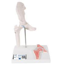 Mini Human Hip Joint Model with Cross Section - 3B Smart Anatomy