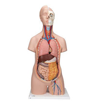 Classic Unisex Human Torso Model, 12 part - 3B Smart Anatomy