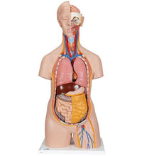 Classic Unisex Human Torso Model, 14 part - 3B Smart Anatomy