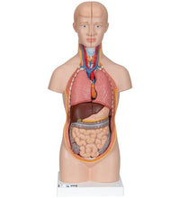 Mini Human Torso Model, 12 part - 3B Smart Anatomy