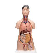 Deluxe Asian Dual Sex Human Torso Model, 18 part - 3B Smart Anatomy
