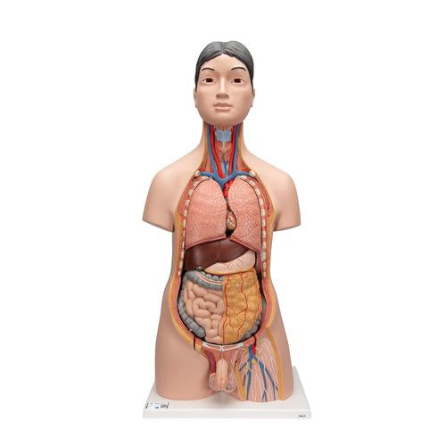 Deluxe Asian Dual Sex Human Torso Model, 18 part - 3B Smart Anatomy