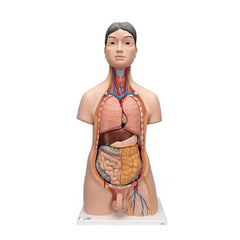 Deluxe Asian Dual Sex Human Torso Model, 18 part - 3B Smart Anatomy
