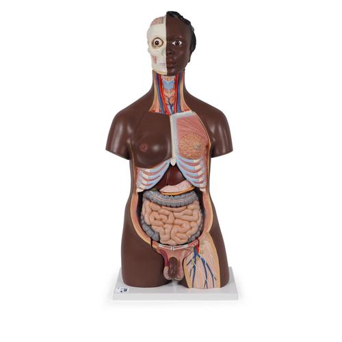 Deluxe Dual Sex Torso Model, 24 part, dark skin - 3B Smart Anatomy