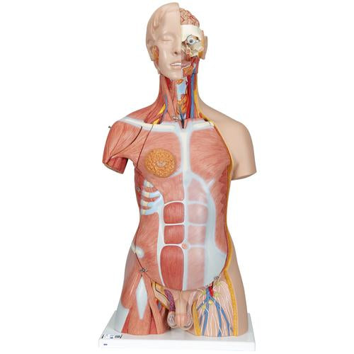Deluxe Dual Sex Human Muscle Torso Model, 31 part - 3B Smart Anatomy