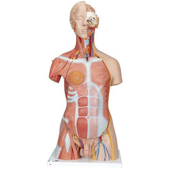 Deluxe Dual Sex Human Muscle Torso Model, 31 part - 3B Smart Anatomy