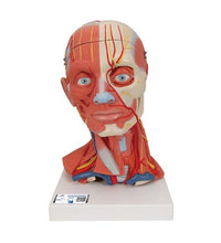 Head and Neck Musculature Model, 5 part - 3B Smart Anatomy