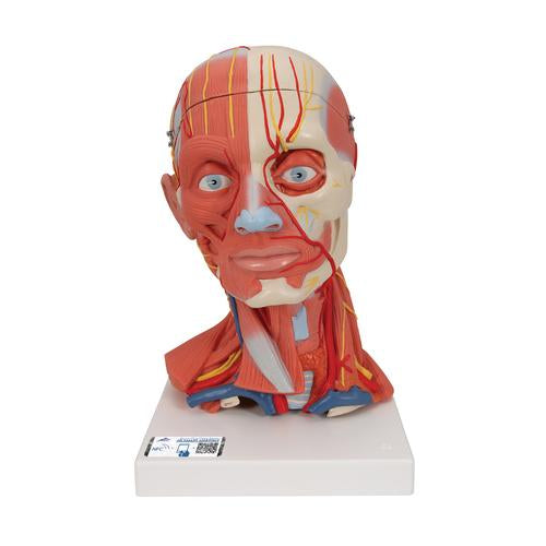 Head and Neck Musculature Model, 5 part - 3B Smart Anatomy