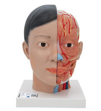 Asian Deluxe Head Model with Neck, 4 part - 3B Smart Anatomy