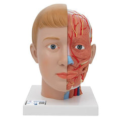 Human Head Model with Neck, 4 part - 3B Smart Anatomy