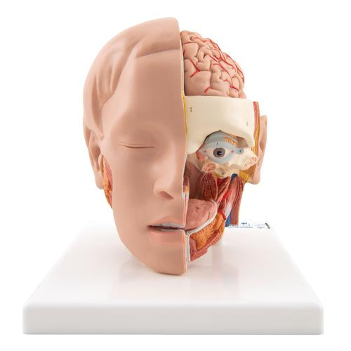 Human Head Model, 6 part - 3B Smart Anatomy