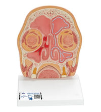 Model of Frontal Section of Human Head (paranasal sinuses) - 3B Smart Anatomy