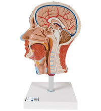 Half Head Model with Neck, Muscles, Blood Vessels & Nerve Branches - 3B Smart Anatomy