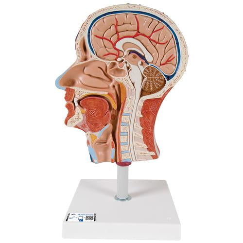 Half Head Model with Neck, Muscles, Blood Vessels & Nerve Branches - 3B Smart Anatomy