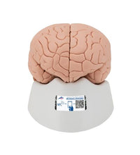 Human Brain Model, 4 part - 3B Smart Anatomy