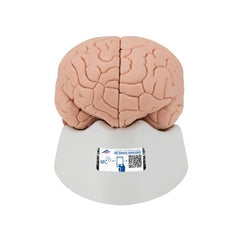 Human Brain Model, 4 part - 3B Smart Anatomy