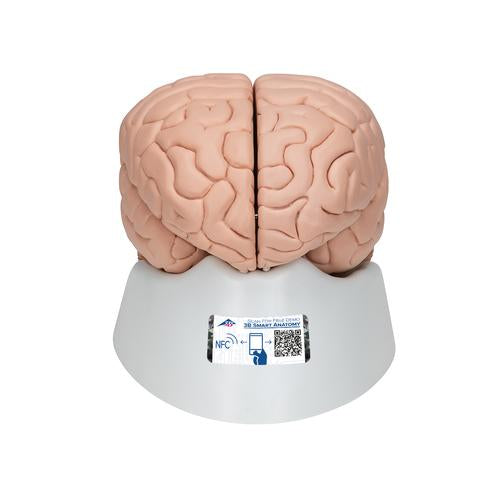 Human Brain Model, 8 part - 3B Smart Anatomy