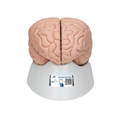 Human Brain Model, 8 part - 3B Smart Anatomy