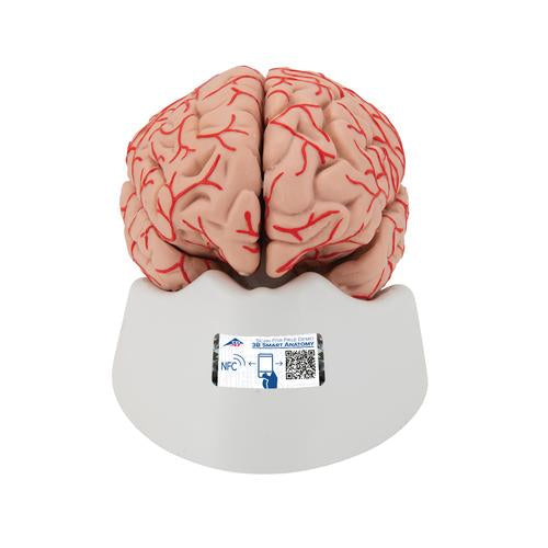Human Brain Model with Arteries, 9 part - 3B Smart Anatomy