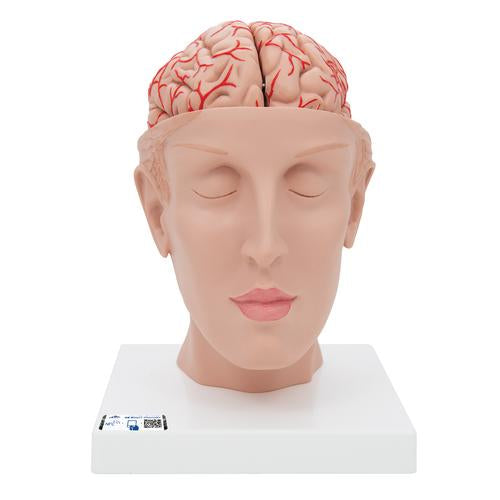 Human Brain Model with Arteries on Base of Head, 8 part - 3B Smart Anatomy