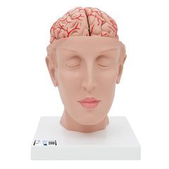Human Brain Model with Arteries on Base of Head, 8 part - 3B Smart Anatomy