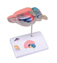 Rat Brain Comparative Anatomy