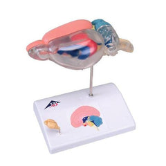 Rat Brain Comparative Anatomy