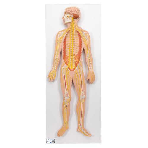 Human Nervous System Model, 1/2 Life-Size - 3B Smart Anatomy