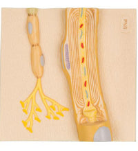 Schwann Cells of the PNS