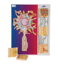 Human Nervous System Model Set "Physiology of Nerves" - 3B Smart Anatomy