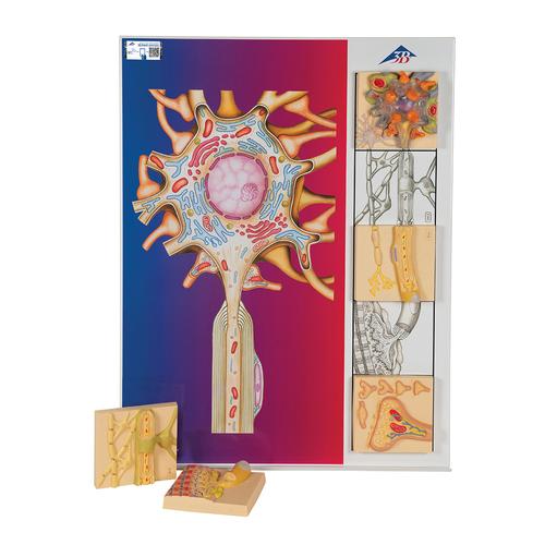 Human Nervous System Model Set "Physiology of Nerves" - 3B Smart Anatomy