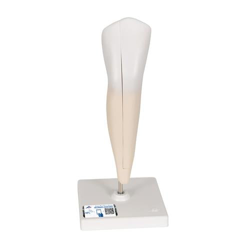 Lower Canine Human Tooth Model, 2 part - 3B Smart Anatomy
