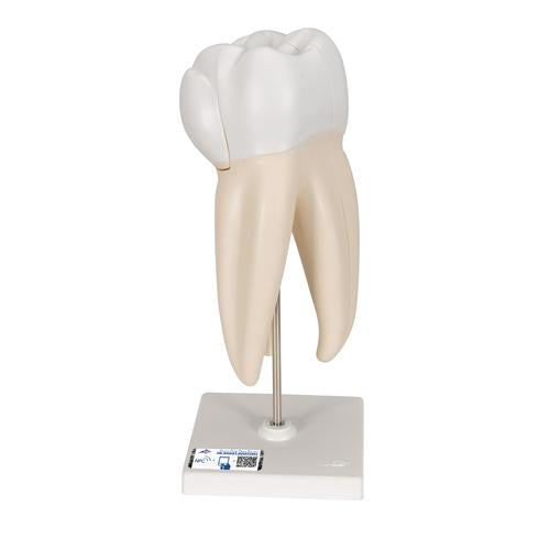Upper Triple-Root Molar Human Tooth Model, 3 part - 3B Smart Anatomy