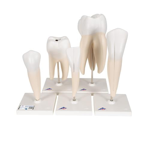 Human Tooth Models Set "Classic Series", 5 Models  - 3B Smart Anatomy