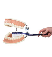 Giant Dental Care Model, 3 times Life-Size - 3B Smart Anatomy